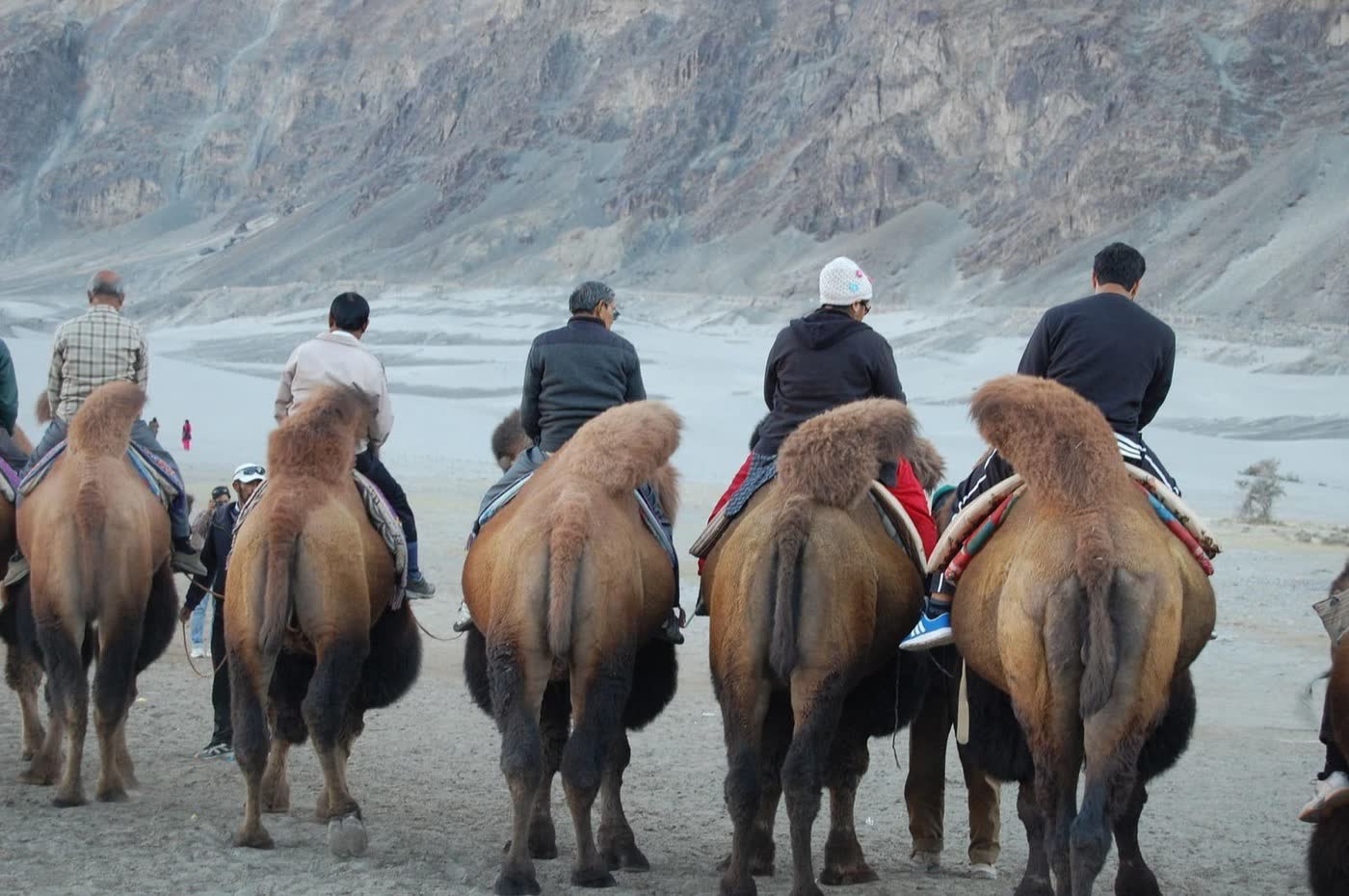The cold-desert dunes at Hunder in the Nubra valley